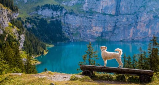 Steps to Take Before Traveling Internationally With Your Pet