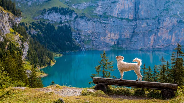 Steps to Take Before Traveling Internationally With Your Pet