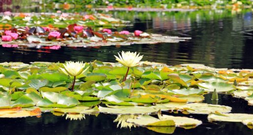 The Benefits of Professional Pond Maintenance for Homeowners